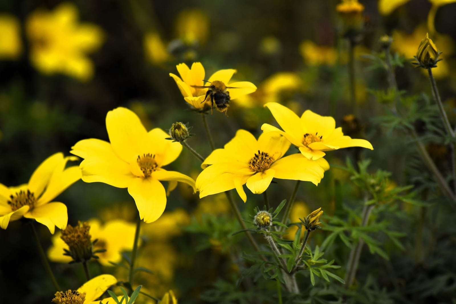 Illustration du Kwiiz Les plantes : de la racine à la fleur