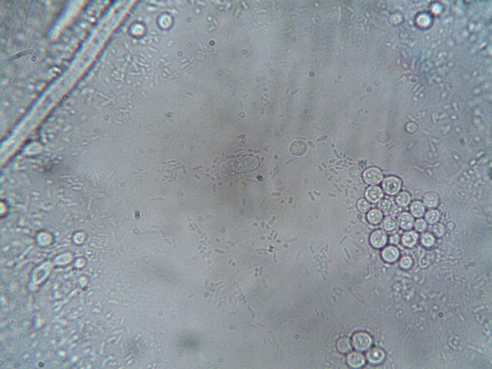 Couverture du quiz Le monde des micro-organismes