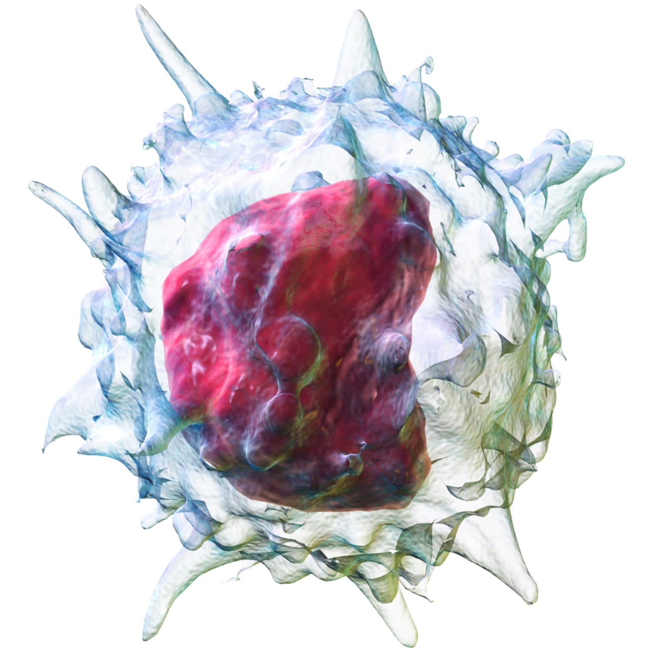 Couverture du quiz Le système immunitaire