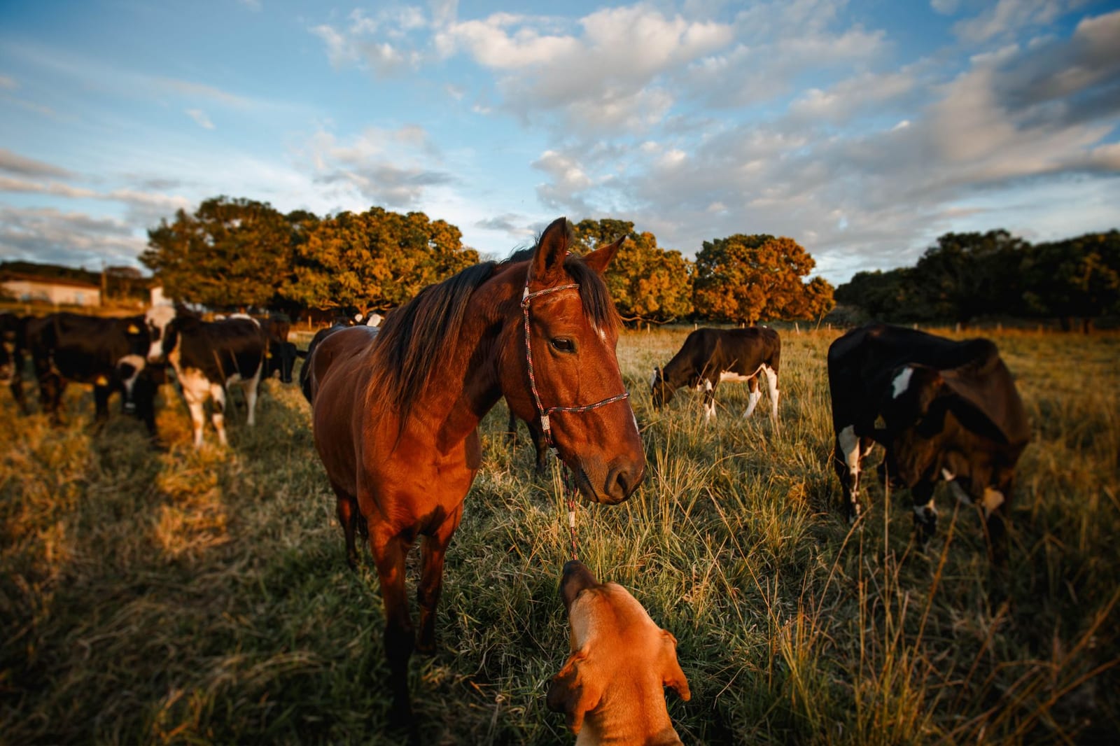 Couverture du quiz Tiere : les animaux