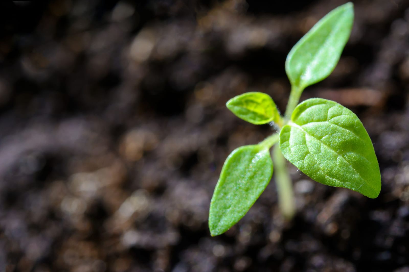 Couverture du quiz Graines, germination et cycles de vie