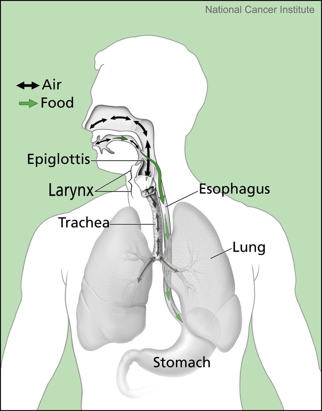 Couverture du quiz Digestion et respiration