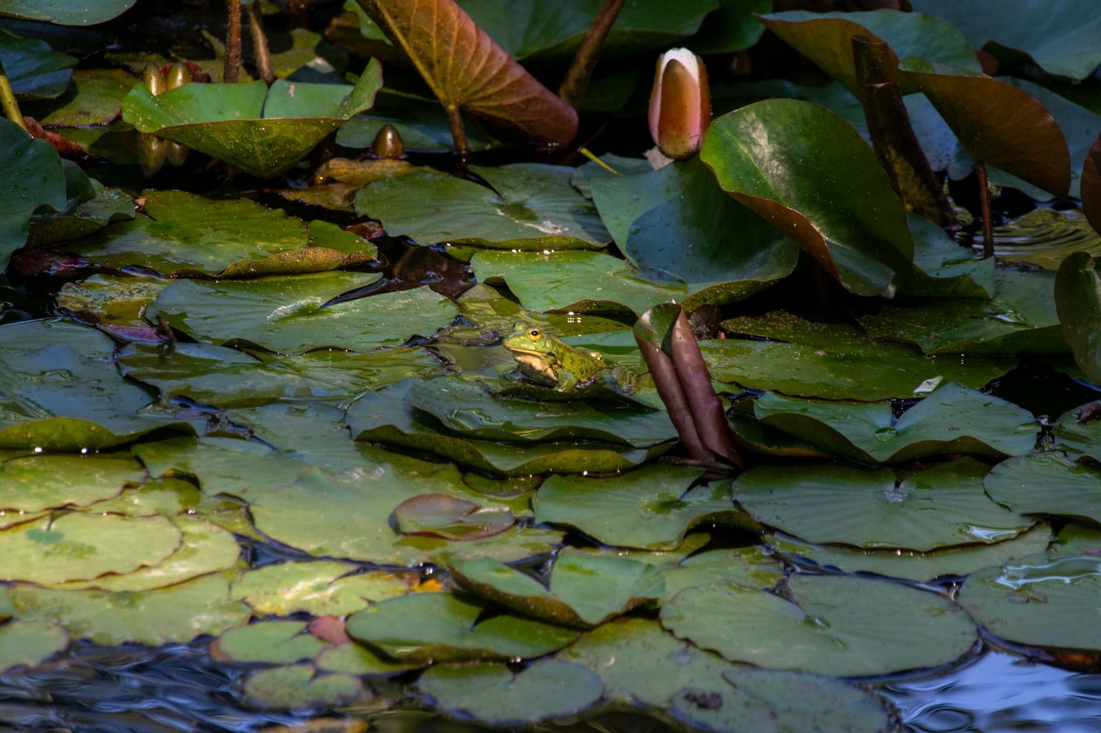 Illustration des Kwiiz Leben im Teich