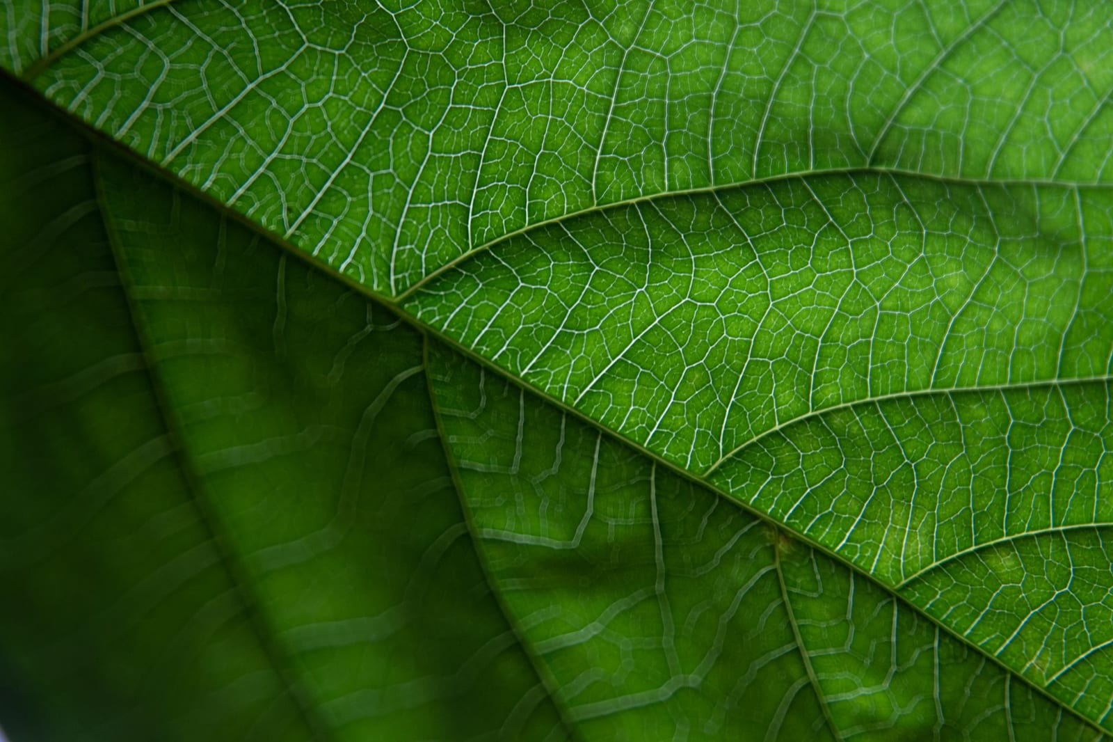 Illustration du Kwiiz La photosynthèse dans la feuille
